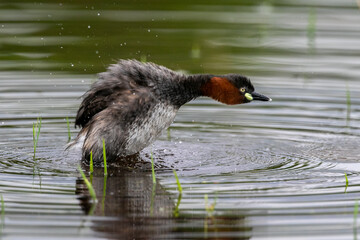 The little grebe is a small water bird with a pointed bill © wonderisland