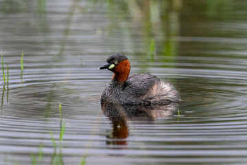 The little grebe is a small water bird with a pointed bill