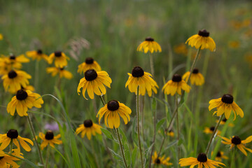 wildflowers in meadow during a sunny summer day