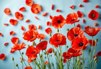 Obraz premium Vibrant red poppies scattered on a soft blue backdrop, picture, stem