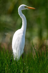 Bitterns, herons, and egrets are all long-legged wading birds with long necks and pointed bills for spearing fish or other prey