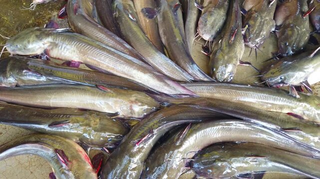 Delicious clarias magur walking catfish sale in Asian fish market HD