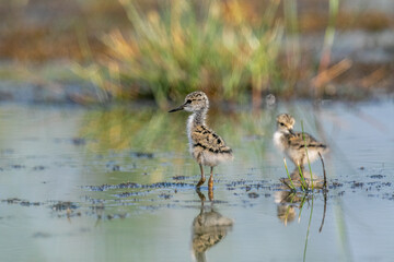 Young Black-winged Stilts practicing foraging
