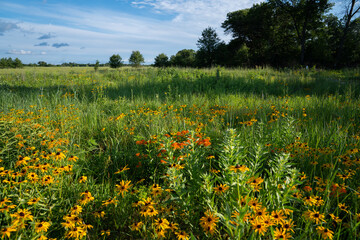 wildflowers in meadow during a sunny summer day