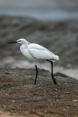 Bitterns, herons, and egrets are all long-legged wading birds with long necks and pointed bills for spearing fish or other prey