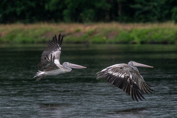 Spot-billed Pelican Pelecanus philippensis A large pale waterbird with a hefty pinkish pouched bill