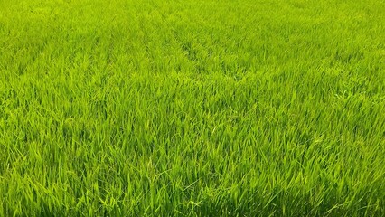 稲穂を付け始めた風に吹かれる真夏の田んぼ風景