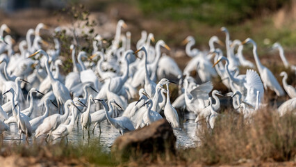Bitterns, herons, and egrets are all long-legged wading birds with long necks and pointed bills for...