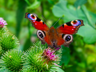 Motyl Rusałka Pawik. © Janusz Lipiński