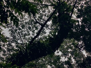 Dense foliage in a forest setting, showcasing vivid greenery, tall trees, and a feeling of natural serenity and tranquility. Captures the essence of nature's unspoiled beauty and lush environment.