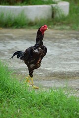 rooster in a farm. Aseel chicken breed popular in India and Pakistan as game bird.