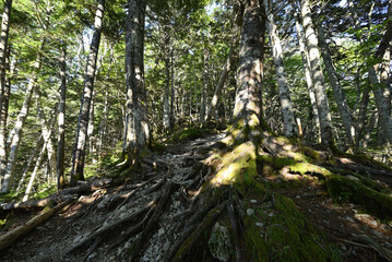 Climbing  Mount Senjogatake Yamanashi, Japan