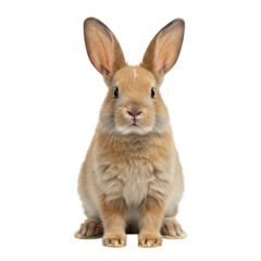 Fototapeta premium Cute tan rabbit sitting upright facing forward isolated on transparent background