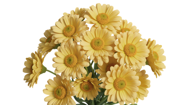 Close up of a bouquet of delicate yellow daisy like flowers against a black background
