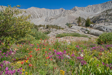 Fototapeta premium Wildflowers in McGee Canyon, Eastern Sierra