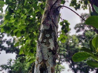beautiful botanical shot, natural wallpaper. Various trees in the village