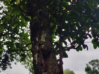 beautiful botanical shot, natural wallpaper. Various trees in the village