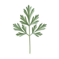 Naklejka premium Delicate parsley leaf on black isolated on transparent background