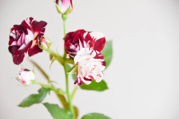 Fototapeta premium スプレーばら