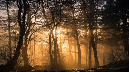 Golden Sunlight Filters Through Dense Trees in a Tranquil Forest at Dawn, Creating a Serene Atmosphere Filled With Mist