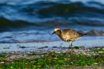 Grey plover // Kiebitzregenpfeifer (Pluvialis squatarola) 