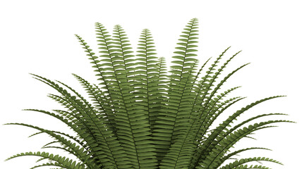 Lush green fern fronds with delicate leaves against a stark black background