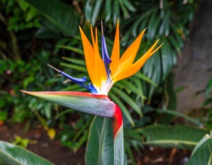 Close-up of a vibrant bird of paradise flower