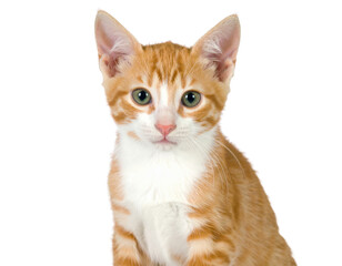 A cute orange tabby cat with striking green eyes, showcasing its playful and curious nature.
