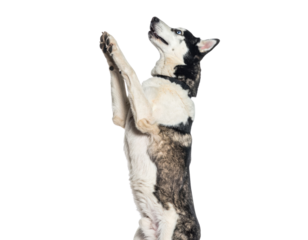 A standing dog with a black and white coat, reaching upward with its front paws in an engaging pose.