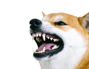 A close-up of a Shiba Inu dog showing its open mouth and teeth, exuding a playful and friendly expression against a black background.