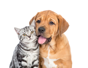 A friendly dog and cat sit closely together, showcasing their bond and affectionate demeanor.