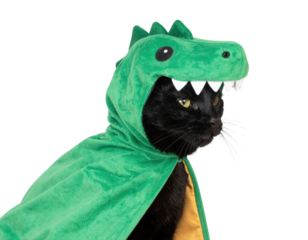 A black cat wearing a green dinosaur costume with a hood, showcasing a playful and whimsical appearance against a black background.