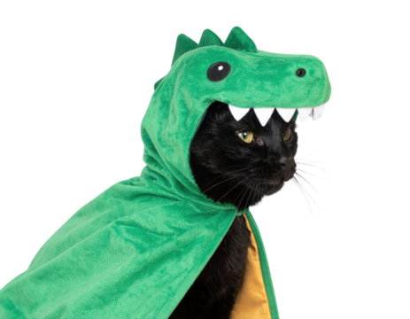 A black cat wearing a green dinosaur costume with a hood, showcasing a playful and whimsical appearance against a black background.