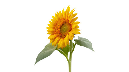 Obraz premium Vibrant Sunflower on Black Background Nature Photography Botanical Beauty Yellow Flower