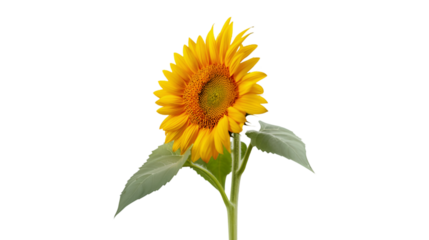 Vibrant Sunflower on Black Background Nature Photography Botanical Beauty Yellow Flower