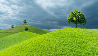 Pretty Drumlin hills with tree on top before a summer storm around Zug, Switzerland