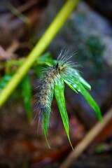A furry caterpillar resting on a green leaf.