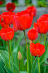 Blooming red tulips in flower bed in garden on spring day. Close-up. Soft focus.