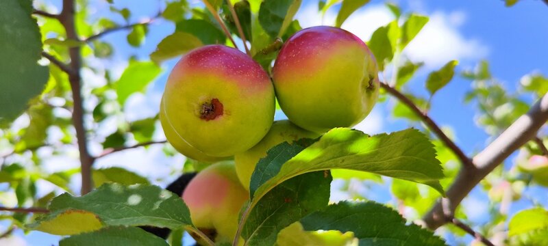 The photo shows crooked apples, varieties of Chinese plum-leaved apple. These apples were photographed in a mountainous area.