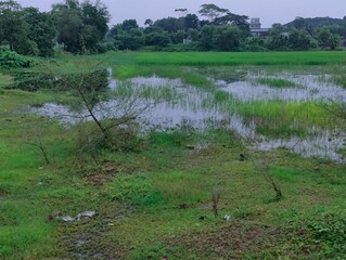 Lush green field partially submerged in water, surrounded by vibrant trees and vegetation, reflecting a peaceful natural environment perfect for representing rural landscapes or environmental serene s