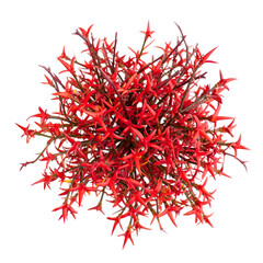 Naklejka premium Vibrant red Star-Shaped Flowers: A captivating top-down view showcases a vibrant arrangement of star-shaped red flowers.