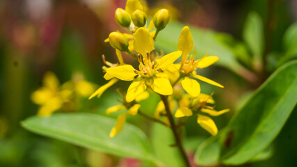 A photograph of Galphimia gracilis flowers. Taken from Las Pinas, NCR, Philippines.