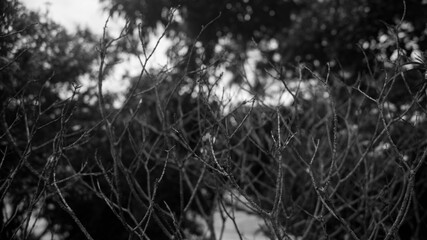A black and white photograph of a bald small shrub. Taken from Las Pinas, NCR, Philippines.