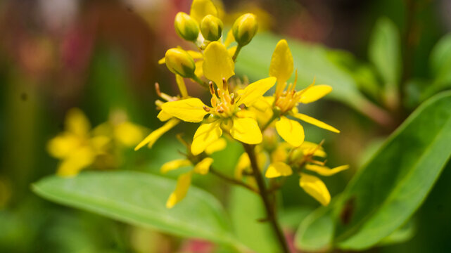 A photograph of Galphimia gracilis flowers. Taken from Las Pinas, NCR, Philippines.