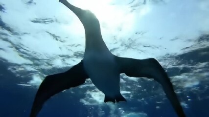 Underwater silhouette of a seabird