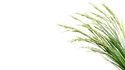 Calm Rice Composition