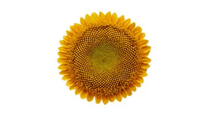 Vibrant Sunflower Closeup Black Background