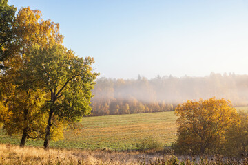 Fototapeta premium Autumn colored trees with fog in the landscape