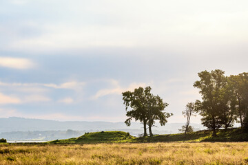 Trees in silhouette on a ridge at a moor