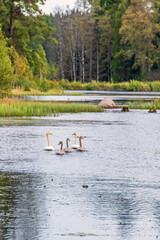 Whooper swans with young birds swimming in a forest lake in autumn colours